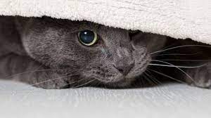 Vuurwerkangst bij honden en katten? Zo voorkom je het! Vuurwerkangst bij honden en katten? Zo voorkom je het!