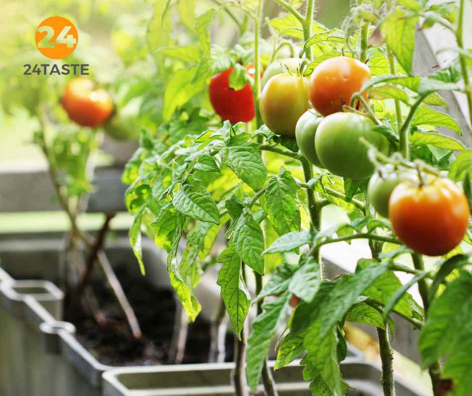 Moestuin aanleggen in een kleine tuin Moestuin aanleggen in een kleine tuin