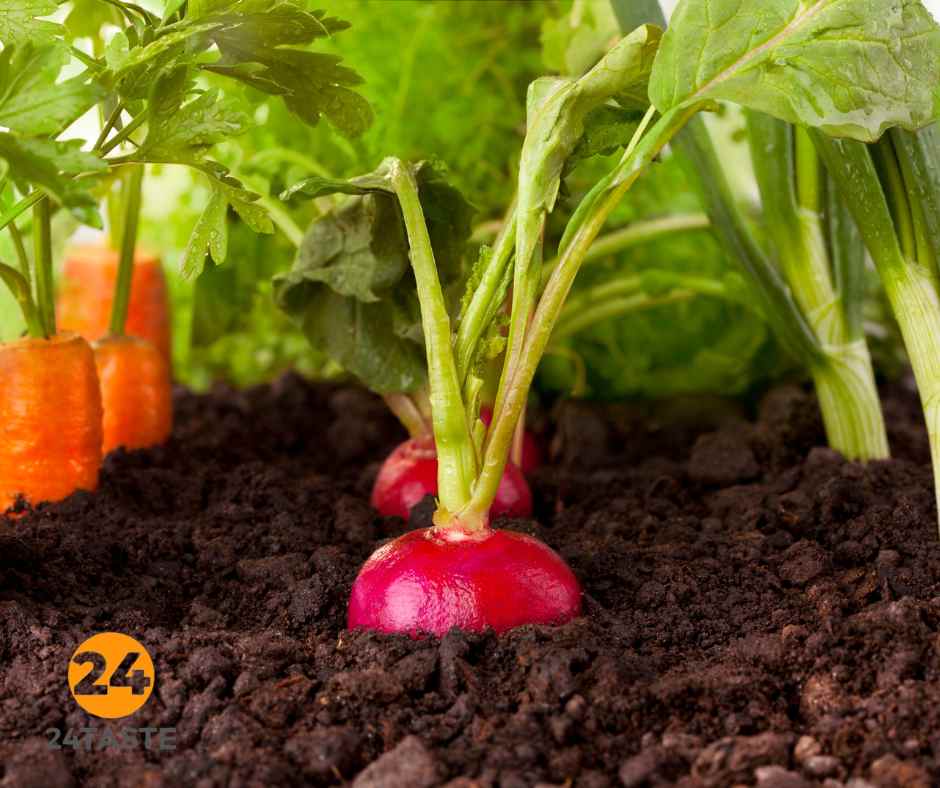 Moestuinplan maken voor beginners lijkt misschien ingewikkeld, maar met de juiste aanpak kun je al snel genieten van je eigen verse groenten. Of je nu een kleine stadstuin hebt of een flinke lap grond, een goed plan is de basis voor een productieve moestuin. Laten we eens kijken hoe je als beginner een succesvol moestuinplan maakt, zodat je straks kunt oogsten wat je zelf hebt gezaaid!

De basis van je moestuinplan: meten en indelen
Voordat je enthousiast aan de slag gaat met zaaien, is het belangrijk om eerst je moestuin goed in kaart te brengen. Begin met het opmeten van de beschikbare ruimte. Maak vervolgens een schets waarin je de tuin verdeelt in bedden en paden. Voor beginners zijn verhoogde bedden of moestuinbakken ideaal:

Ze zorgen voor betere drainage
De grond warmt sneller op in het voorjaar
Je hebt minder last van onkruid
Het is makkelijker werken zonder je rug te belasten
Houd bij het indelen rekening met de zonnestand en schaduwplekken in je tuin. Groenten die veel zon nodig hebben, plaats je op de zonnigste plekken.

Slim moestuinplan: kies de juiste groenten
Als beginner is het slim om te starten met makkelijk te kweken groenten. Hier zijn enkele ideale keuzes voor je eerste moestuinplan:

Sla (verschillende soorten)
Radijsjes
Wortels
Courgettes
Snijbiet
Kruiden zoals basilicum en peterselie
Deze groenten groeien relatief snel en zijn niet al te veeleisend. Bovendien kun je er al snel van oogsten, wat motiverend werkt!

Stappenplan moestuinplan maken:
Maak een lijst van groenten die je wilt kweken
Zoek op wanneer je deze kunt zaaien en oogsten
Teken je moestuinindeling op papier of gebruik een online moestuinplanner
Plan wisselteelt in om ziektes te voorkomen en de bodem gezond te houden
Noteer zaai- en oogstdata in een moestuinlogboek of -app
Een gratis moestuinplanner kan enorm helpen bij het maken van je plan. Hiermee kun je eenvoudig je eigen moestuinplan maken en downloaden, compleet met zaai- en oogstdata.

Moestuin beschermen tegen ongedierte en onkruid
Een gezonde moestuin trekt helaas ook ongewenste bezoekers aan. Hier zijn enkele tips om je moestuin te beschermen:

Plaats een hek of gaas tegen grotere dieren
Gebruik biologische bestrijdingsmiddelen tegen insecten
Mulch tussen je planten om onkruid te onderdrukken
Plant geurende kruiden zoals lavendel of tijm om bepaalde insecten af te weren
Onkruid is vaak een uitdaging voor beginners. Regelmatig wieden en mulchen helpt enorm. Gebruik natuurlijke materialen zoals stro of houtsnippers als mulch.

Leer van de natuur voor je moestuinplanner
Observeer de natuur om je heen. Dit geeft waardevolle inzichten voor je moestuinplan:

Let op wanneer bepaalde wilde planten beginnen te groeien
Kijk naar het gedrag van vogels en insecten
Volg de maanstanden voor optimale zaai- en oogstmomenten
Deze natuurlijke signalen kunnen je helpen bij het bepalen van de beste momenten om te zaaien en te oogsten.

Start vandaag nog met je eigen moestuinplan!
Nu je weet hoe je een moestuinplan voor beginners maakt, is het tijd om aan de slag te gaan. Begin klein, leer van je ervaringen en breidt geleidelijk uit. Voor je het weet, geniet je van je eigen verse, biologische groenten! Wil je meer leren over moestuinieren? Meld je dan aan voor onze online cursus 'Moestuinieren voor beginners' en ontdek alle ins en outs van succesvol tuinieren. Zo maak je van jouw moestuin een ware groene oase!