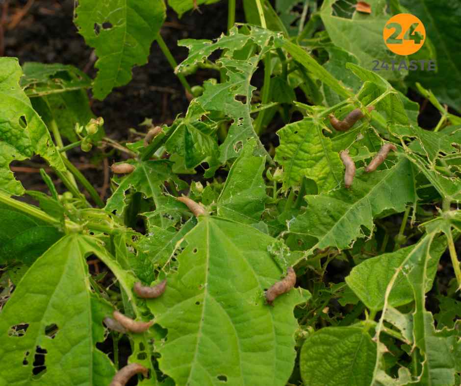 je allereerste moestuin je allereerste moestuin